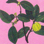 Garcinia gummigutta (Linn) Robs