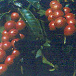 Gaultheria fragrantissima